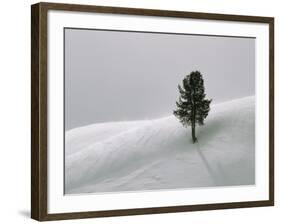 Lone Lodgepole Pine in the Snow-George Lepp-Framed Photographic Print