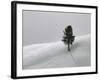 Lone Lodgepole Pine in the Snow-George Lepp-Framed Photographic Print