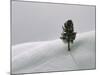 Lone Lodgepole Pine in the Snow-George Lepp-Mounted Photographic Print