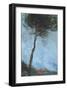 Lone Moorland Pine-Paul Bailey-Framed Art Print