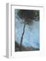 Lone Moorland Pine-Paul Bailey-Framed Art Print