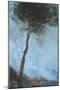 Lone Moorland Pine-Paul Bailey-Mounted Art Print