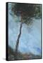 Lone Moorland Pine-Paul Bailey-Framed Stretched Canvas