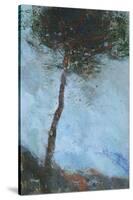 Lone Moorland Pine-Paul Bailey-Stretched Canvas