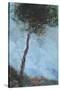 Lone Moorland Pine-Paul Bailey-Stretched Canvas