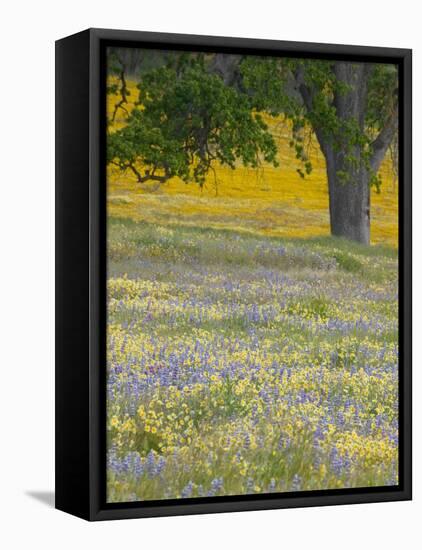 Lone Oak and Spring Wildflowers, San Luis Obispo County, California, USA-Terry Eggers-Framed Stretched Canvas