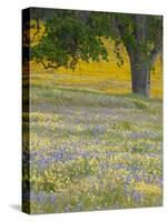 Lone Oak and Spring Wildflowers, San Luis Obispo County, California, USA-Terry Eggers-Stretched Canvas