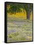 Lone Oak and Spring Wildflowers, San Luis Obispo County, California, USA-Terry Eggers-Framed Stretched Canvas