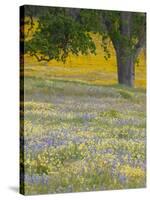 Lone Oak and Spring Wildflowers, San Luis Obispo County, California, USA-Terry Eggers-Stretched Canvas