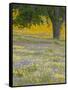 Lone Oak and Spring Wildflowers, San Luis Obispo County, California, USA-Terry Eggers-Framed Stretched Canvas