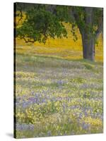 Lone Oak and Spring Wildflowers, San Luis Obispo County, California, USA-Terry Eggers-Stretched Canvas