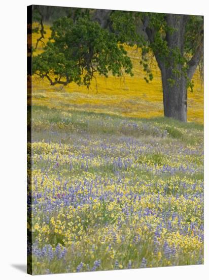 Lone Oak and Spring Wildflowers, San Luis Obispo County, California, USA-Terry Eggers-Stretched Canvas