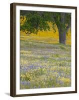 Lone Oak and Spring Wildflowers, San Luis Obispo County, California, USA-Terry Eggers-Framed Premium Photographic Print