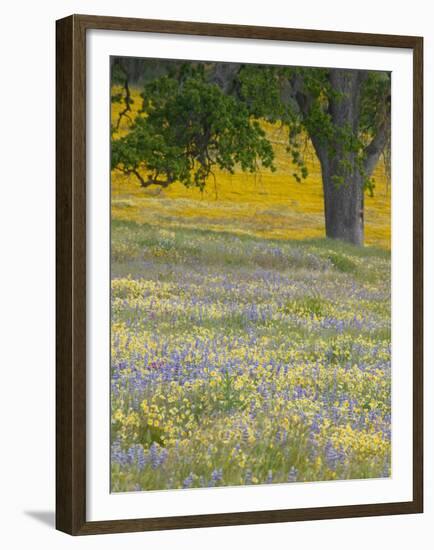 Lone Oak and Spring Wildflowers, San Luis Obispo County, California, USA-Terry Eggers-Framed Premium Photographic Print