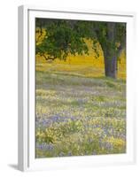 Lone Oak and Spring Wildflowers, San Luis Obispo County, California, USA-Terry Eggers-Framed Premium Photographic Print