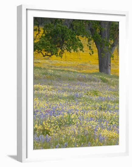 Lone Oak and Spring Wildflowers, San Luis Obispo County, California, USA-Terry Eggers-Framed Premium Photographic Print