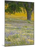 Lone Oak and Spring Wildflowers, San Luis Obispo County, California, USA-Terry Eggers-Mounted Premium Photographic Print