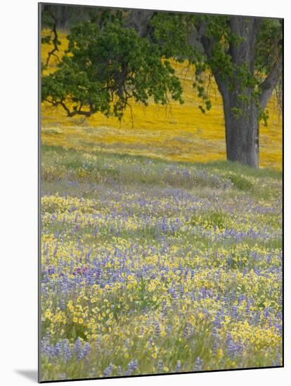 Lone Oak and Spring Wildflowers, San Luis Obispo County, California, USA-Terry Eggers-Mounted Premium Photographic Print