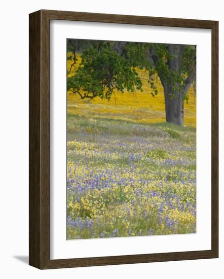 Lone Oak and Spring Wildflowers, San Luis Obispo County, California, USA-Terry Eggers-Framed Photographic Print