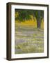 Lone Oak and Spring Wildflowers, San Luis Obispo County, California, USA-Terry Eggers-Framed Photographic Print