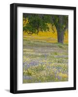 Lone Oak and Spring Wildflowers, San Luis Obispo County, California, USA-Terry Eggers-Framed Photographic Print