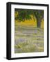 Lone Oak and Spring Wildflowers, San Luis Obispo County, California, USA-Terry Eggers-Framed Photographic Print