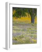 Lone Oak and Spring Wildflowers, San Luis Obispo County, California, USA-Terry Eggers-Framed Photographic Print