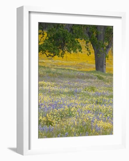 Lone Oak and Spring Wildflowers, San Luis Obispo County, California, USA-Terry Eggers-Framed Photographic Print