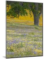 Lone Oak and Spring Wildflowers, San Luis Obispo County, California, USA-Terry Eggers-Mounted Photographic Print