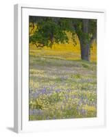Lone Oak and Spring Wildflowers, San Luis Obispo County, California, USA-Terry Eggers-Framed Photographic Print