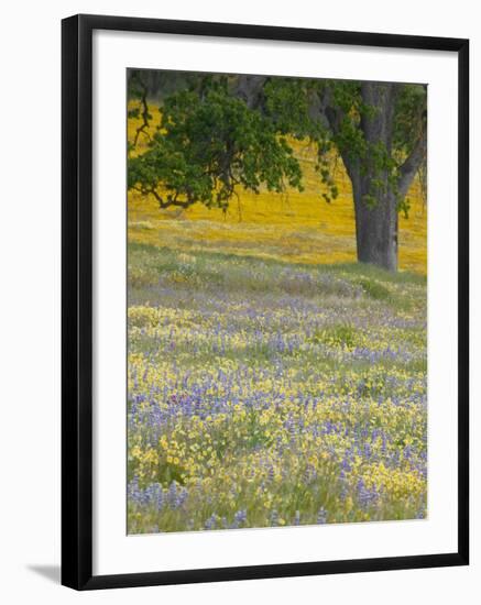 Lone Oak and Spring Wildflowers, San Luis Obispo County, California, USA-Terry Eggers-Framed Photographic Print