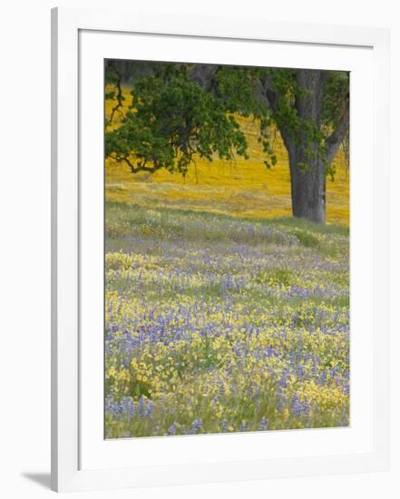 Lone Oak and Spring Wildflowers, San Luis Obispo County, California, USA-Terry Eggers-Framed Photographic Print