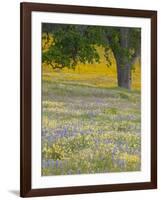 Lone Oak and Spring Wildflowers, San Luis Obispo County, California, USA-Terry Eggers-Framed Photographic Print