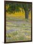 Lone Oak and Spring Wildflowers, San Luis Obispo County, California, USA-Terry Eggers-Framed Photographic Print