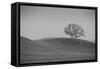 Lone Oak on Hillside, Petaluma California-null-Framed Stretched Canvas