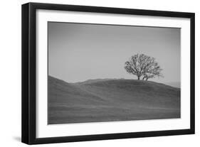 Lone Oak on Hillside, Petaluma California-null-Framed Photographic Print