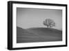 Lone Oak on Hillside, Petaluma California-null-Framed Photographic Print