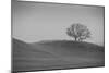 Lone Oak on Hillside, Petaluma California-null-Mounted Photographic Print