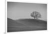 Lone Oak on Hillside, Petaluma California-null-Framed Photographic Print