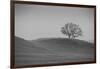 Lone Oak on Hillside, Petaluma California-null-Framed Photographic Print