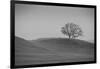 Lone Oak on Hillside, Petaluma California-null-Framed Photographic Print