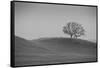 Lone Oak on Hillside, Petaluma California-null-Framed Stretched Canvas