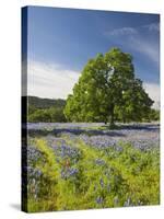 Lone Oak Standing in Field of Wildflowers with Tracks Leading by Tree, Texas Hill Country, Usa-Julie Eggers-Stretched Canvas