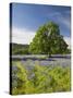 Lone Oak Standing in Field of Wildflowers with Tracks Leading by Tree, Texas Hill Country, Usa-Julie Eggers-Stretched Canvas