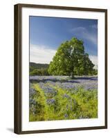 Lone Oak Standing in Field of Wildflowers with Tracks Leading by Tree, Texas Hill Country, Usa-Julie Eggers-Framed Photographic Print