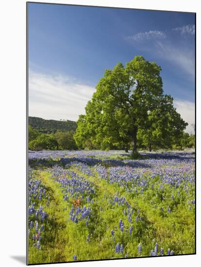 Lone Oak Standing in Field of Wildflowers with Tracks Leading by Tree, Texas Hill Country, Usa-Julie Eggers-Mounted Photographic Print