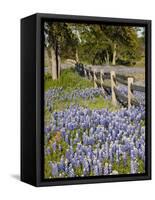 Lone Oak Tree Along Fence Line With Spring Bluebonnets, Texas, USA-Julie Eggers-Framed Stretched Canvas