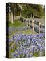 Lone Oak Tree Along Fence Line With Spring Bluebonnets, Texas, USA-Julie Eggers-Stretched Canvas