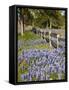 Lone Oak Tree Along Fence Line With Spring Bluebonnets, Texas, USA-Julie Eggers-Framed Stretched Canvas