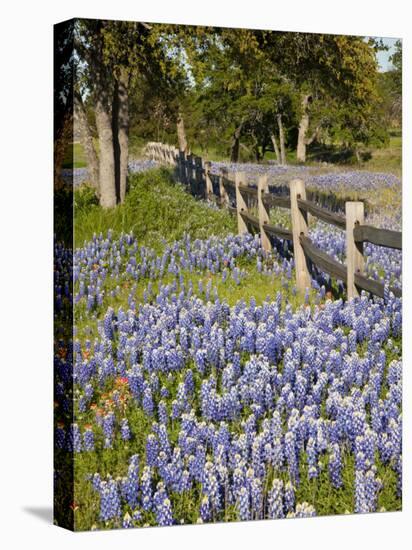 Lone Oak Tree Along Fence Line With Spring Bluebonnets, Texas, USA-Julie Eggers-Stretched Canvas